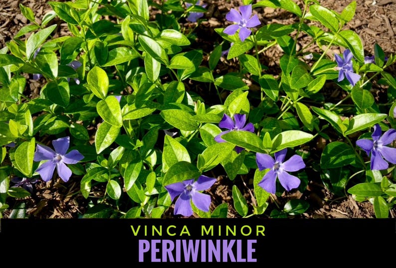 PicturePerfectPlants Vinca Minor Periwinkle Plants - Thumbnail 2