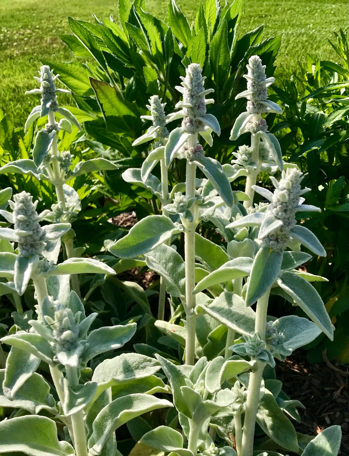 3/ LAMBS EAR Plants Live Bare Root Starter Plants. Perennial. - Etsy