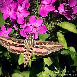 3/ Live Mixed Tall PHLOX Paniculata Bare Root Starter Plants. Bouquet Scent Summer USA Grower. Free Shipping Free Gifts image 3