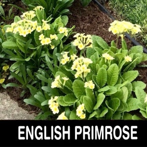 1/ *English PRIMROSE Bare Root Starter Plant. Live. Spring Bloom. Experienced USA Grower. Free Shipping! Free Gifts! *(One Only.)