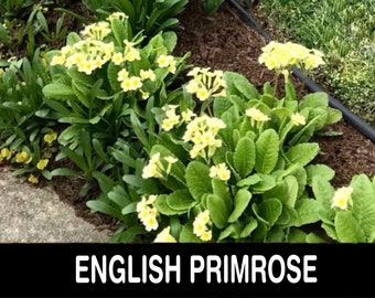 2/ English PRIMROSE Bare Root Starter Plants. Live. Spring Bloom. Experienced USA Grower. Free Shipping! Free Gifts!