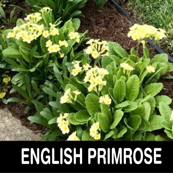 1/ *English PRIMROSE Bare Root Starter Plant. Live. Spring Bloom. Experienced USA Grower. Free Shipping! Free Gifts! *(One Only.)