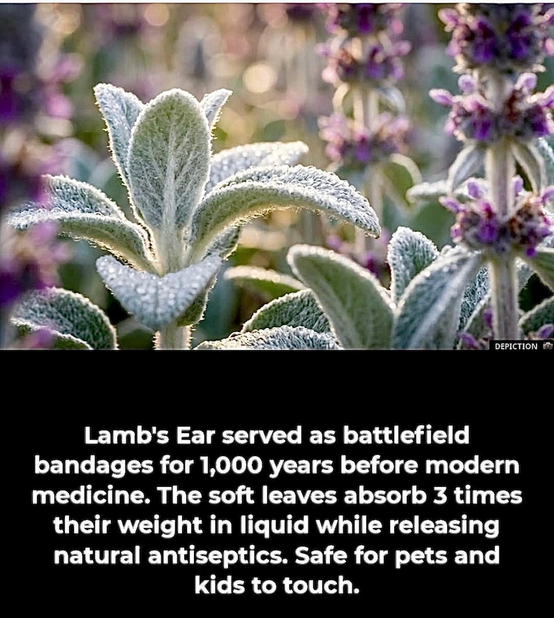 3/ Plantas de oreja de cordero. Plantas jóvenes de raíz desnuda. Perennes. ¡A los niños les encantan! Cultivadas en Estados Unidos. imagen 5