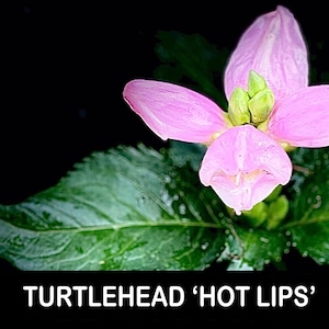 May include: A close-up of a pink Turtlehead 'Hot Lips' flower with green leaves against a black background. The flower has four petals and a green center. The text 'TURTLEHEAD 'HOT LIPS'' is at the bottom of the image.