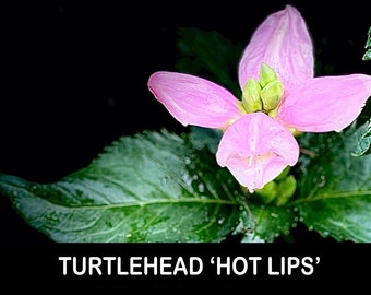 2/ Plantas perennes de raíz desnuda de Chelone Iyonii 'Hot Lips' (Cabeza de tortuga rosa). Cultivador estadounidense de variedades tradicionales.