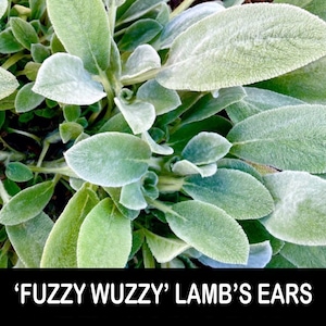 3/ LAMB’S Ears ‘Fuzzy Wuzzy’ Hybrid Bare Root Live Starter Plants Perennial USA Grower. Clumping. Free Gifts!