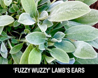 3/ LAMB’S Ears ‘Fuzzy Wuzzy’ Hybrid Bare Root Live Starter Plants Perennial USA Grower. Clumping. Free Gifts!