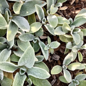 Puede incluir: Un juego de tres tazas de cer&aacute;mica con un acabado mate moteado. Las tazas son de color crema, gris claro y gris oscuro. Cada taza tiene un dise&ntilde;o simple y minimalista, ideal para caf&eacute; o t&eacute;.