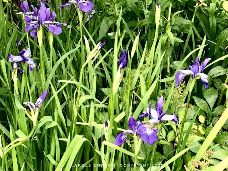 PicturePerfectPlants Siberian Iris - Thumbnail 3