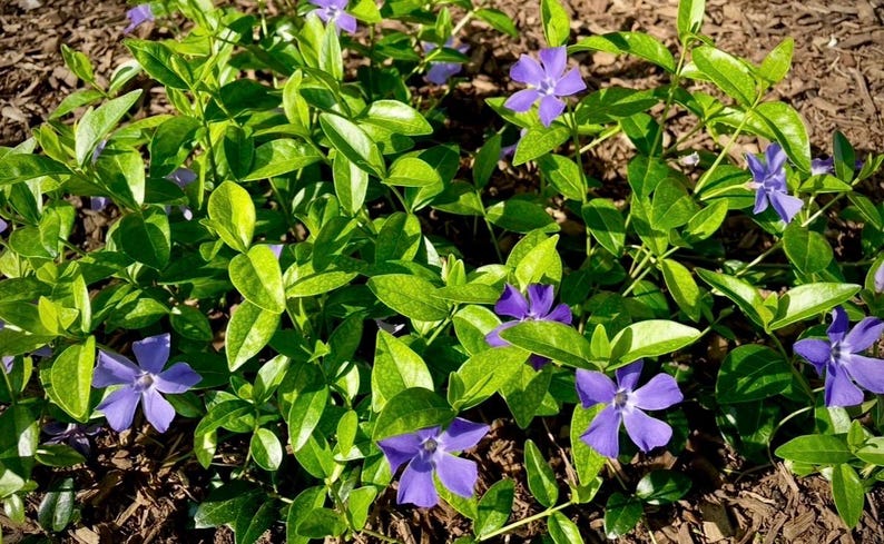 PicturePerfectPlants Vinca Minor Periwinkle Plants