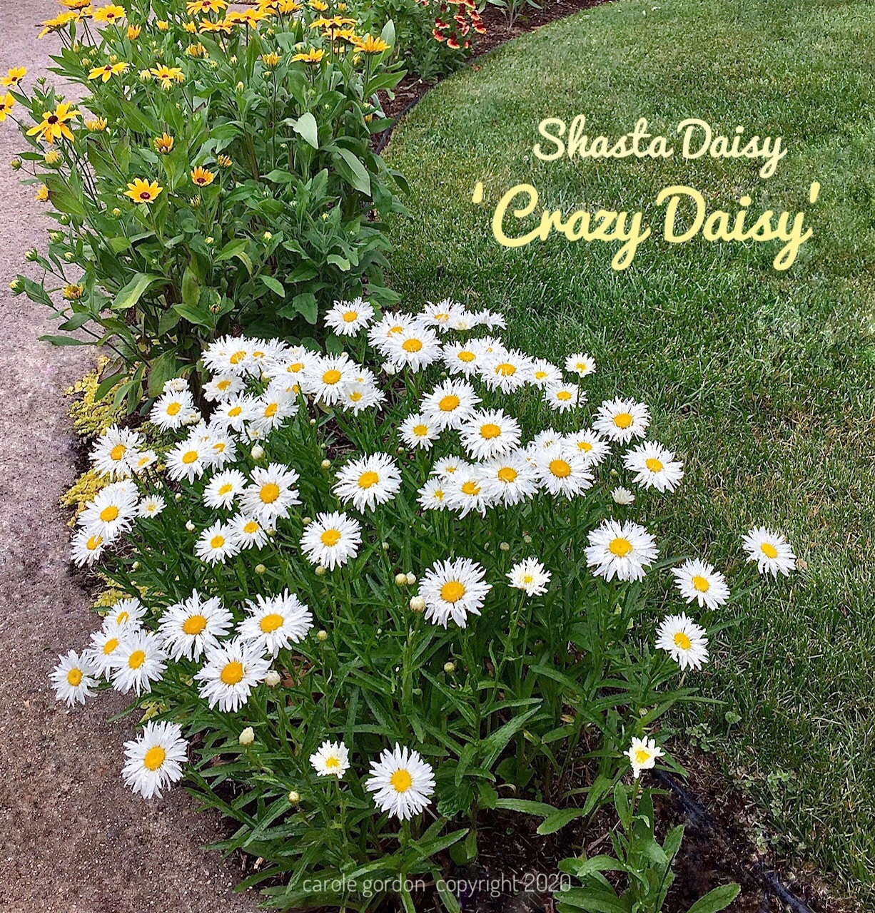 1/ Shasta Crazy Daisy Plant Live BARE Root Perennial. Etsy