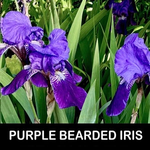 May include: Close-up of vibrant purple bearded iris flowers with white and purple accents. The flowers are surrounded by long, green leaves. The image has the text "PURPLE BEARDED IRIS" in a black banner at the bottom.