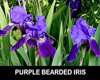 2/ Purple BEARDED IRIS Bare Root Plants Rhizome Flowers Heirloom Perennial. Cut Flower Bouquet USA Grower.