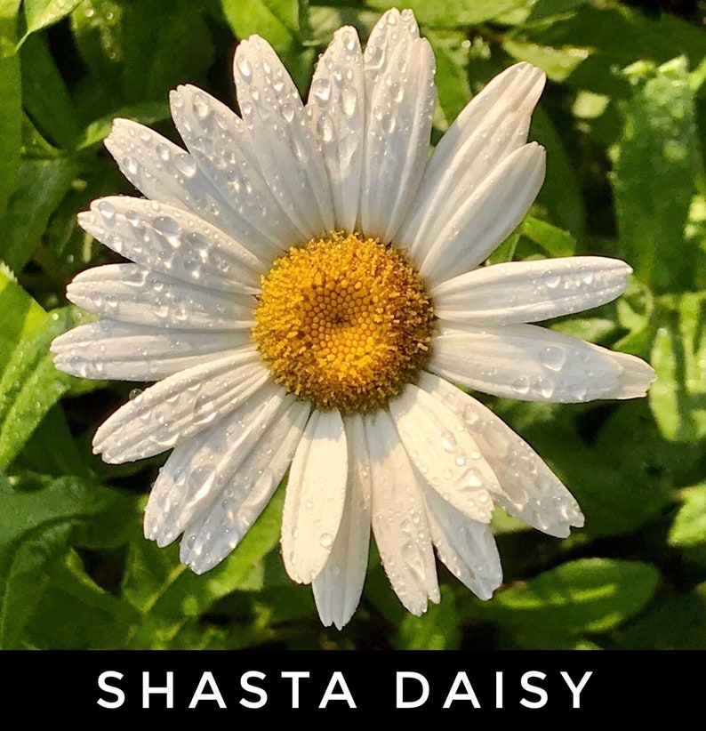 PicturePerfectPlants Shasta Daisy Starter Plants