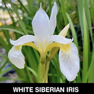2/ Live WHITE Siberian IRIS Bare Root Rhizome Starter Plants Perennial Cut Flower Clumping USA