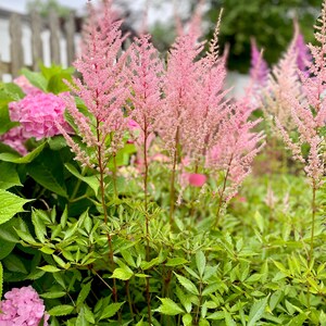 Op de afbeelding: Een close-up van een tuin met levendige roze astilbe bloemen met veervormige pluimen. Weelderig groen gebladerte omringt de bloemen, met roze hortensia's op de achtergrond. De afbeelding toont een natuurlijke buitenomgeving.
