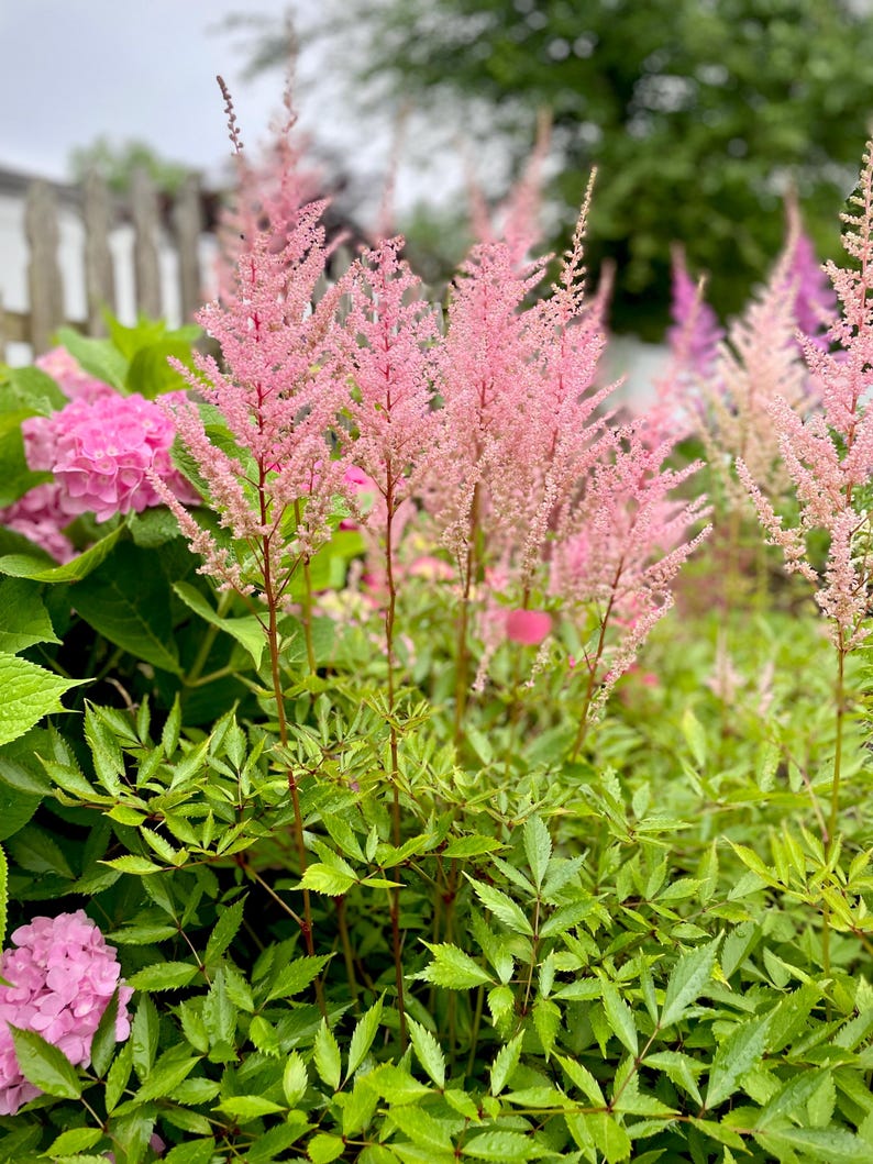 Op de afbeelding: Een close-up van een tuin met levendige roze astilbe bloemen met veervormige pluimen. Weelderig groen gebladerte omringt de bloemen, met roze hortensia's op de achtergrond. De afbeelding toont een natuurlijke buitenomgeving.