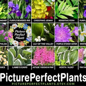 Op de afbeelding: Een collage van verschillende planten, waaronder paarse irissen, Shasta-madeliefjes en astilbes. De afbeelding bevat de tekst "Picture Perfect Plants" en het Etsy-websiteadres. De planten staan in volle bloei en tonen een verscheidenheid aan kleuren en texturen.