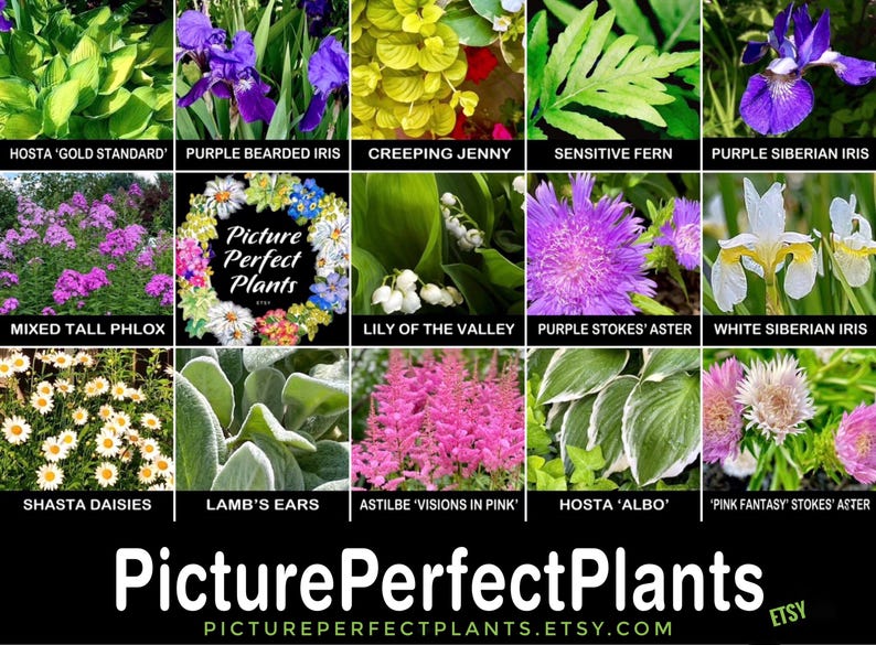 Op de afbeelding: Een collage van verschillende planten, waaronder paarse irissen, Shasta-madeliefjes en astilbes. De afbeelding bevat de tekst "Picture Perfect Plants" en het Etsy-websiteadres. De planten staan in volle bloei en tonen een verscheidenheid aan kleuren en texturen.