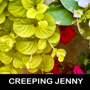 10+/ ‘Creeping Jenny’ BARE Root ‘Lysimachia nummularia’ Starter Plants. Groundcover. Moneywort Planters Stunning! USA Grower.