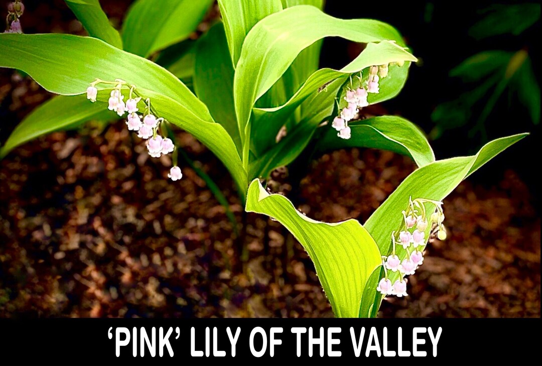 2/ PINK Lily of the Valley SHADE Convallaria Majalis PIPS Bare Etsy