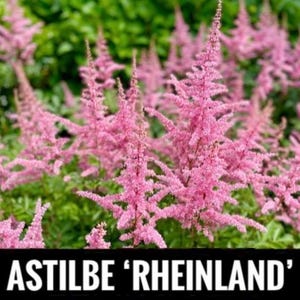 2/ ‘Rheinland’ ASTILBE Live Bare Root Starter Plants SHADE Perennial. Cut Flowers. Bouquet, USA Grower.