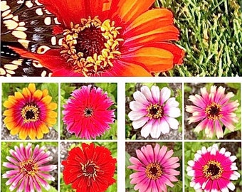 100+/ WHIRLIGIG ZINNIA Seeds Annual Fresh Colorful-Butterflies Hummingbirds Goldfinches Hybrid. Experienced USA Grower. Free Shipping!