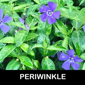 10+/ Periwinkle ‘Vinca Minor’ BARE Root Starter Plants. Fast-growing Groundcover. Spring Flowering USA Grower. FREE Shipping! Free Gifts!