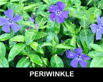 10+/ Periwinkle ‘Vinca Minor’ BARE Root Starter Plants. Fast-growing Groundcover. Spring Flowering USA Grower. FREE Shipping! Free Gifts!