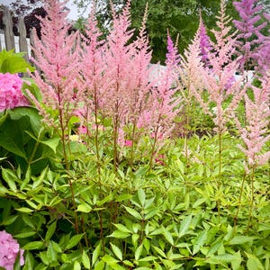 Op de afbeelding: Een levendige tuinsc&egrave;ne met hoge, roze Astilbe-bloemen met veervormige pluimen, tegen een achtergrond van weelderig groen gebladerte. Andere bloemen in roze en paarse tinten cre&euml;ren een kleurrijke, natuurlijke setting.