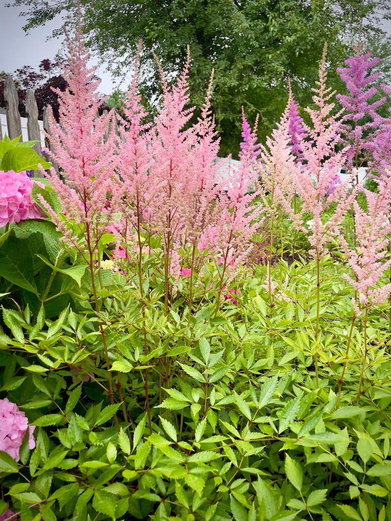 Op de afbeelding: Een levendige tuinsc&egrave;ne met hoge, roze Astilbe-bloemen met veervormige pluimen, tegen een achtergrond van weelderig groen gebladerte. Andere bloemen in roze en paarse tinten cre&euml;ren een kleurrijke, natuurlijke setting.