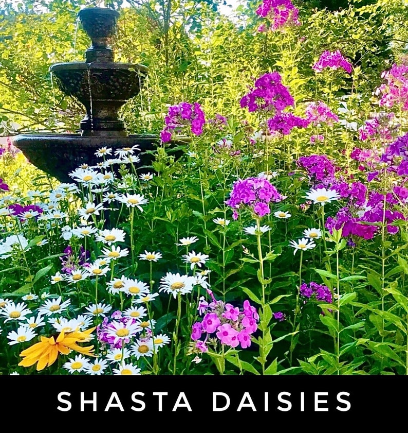 PicturePerfectPlants Shasta Daisy Starter Plants - Thumbnail 3