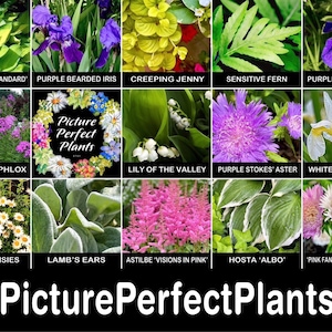 3/ Plantas de oreja de cordero. Plantas jóvenes de raíz desnuda. Perennes. ¡A los niños les encantan! Cultivadas en Estados Unidos. imagen 13