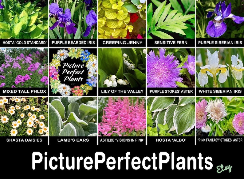 3/ Plantas de oreja de cordero. Plantas jóvenes de raíz desnuda. Perennes. ¡A los niños les encantan! Cultivadas en Estados Unidos. imagen 13