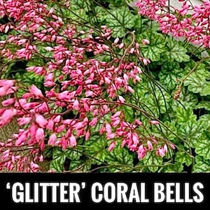 1/ Coral Bells ‘Glitter’ Heuchera BARE Root Perennial Live Starter Plant. Alumroot. Experienced USA Grower.
