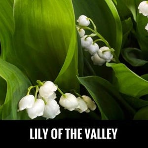 6/ White Lily of the Valley with Roots in Leaf. Past Bloom. Live Bare Root Perennial Shade Plant USA Nostalgic Sentimental Scented Flowers
