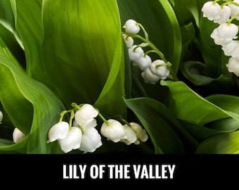 6/ White Lily of the Valley with Roots in Leaf.  Live Bare Root Perennial Shade Plant USA Nostalgic Sentimental Scented Flowers