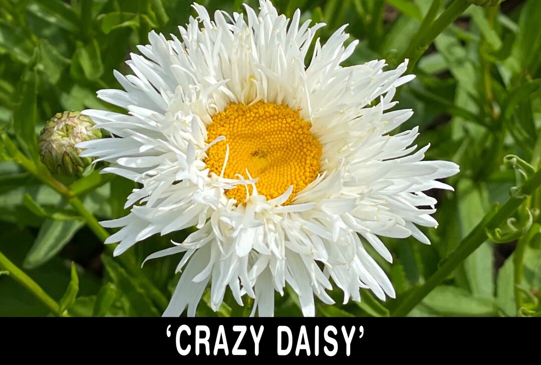 その他 Daisy Daisy Seeds - Crazy Daisy | Flower Seeds in Packets & Bulk | Eden