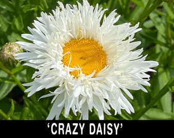 2/ Plantas Shasta 'Crazy Daisy', perennes vivas a raíz desnuda. Plantas de inicio. Muchos pétalos blancos y esponjosos. Cultivador experimentado en EE. UU.