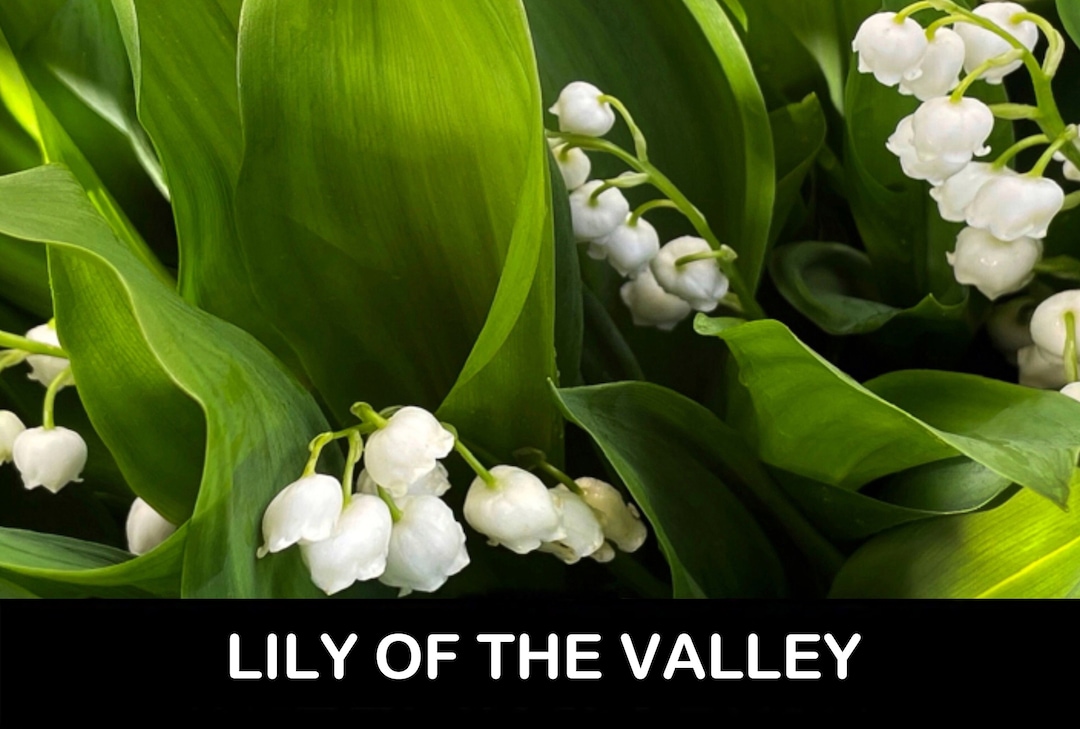 6/ White Lily of the Valley PIPS Live Bare Root Perennial Plant. Shade