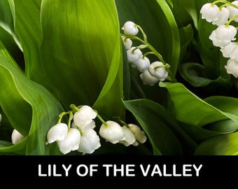 6/ White Lily of the Valley IN BLOOM. Live Bare Root Perennial Plant. Shade. USA. Free Shipping! Nostalgic, Sentimental, Scent, Cut Flowers