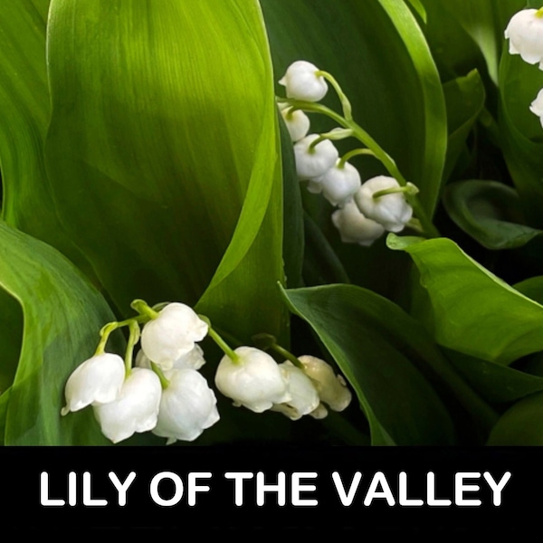 6/ White Lily of the Valley. Leaves Only Live Bare Root Perennial Plant. Shade USA Free Shipping! Nostalgic, Sentimental, Scent, Cut Flowers