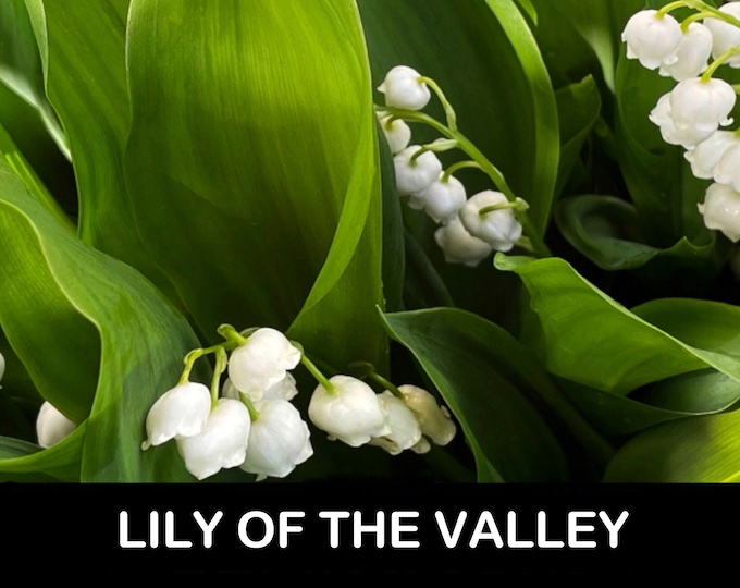 1 'GIANT' Lily of the Valley woodland Garden winter Hardy Perennial