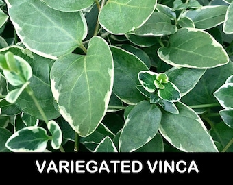 10+/ Variegated Vinca major ‘variegata’ BARE Root Periwinkle Trailing Vine Starter Plants. Groundcover Shade USA Grower. Free Shipping!