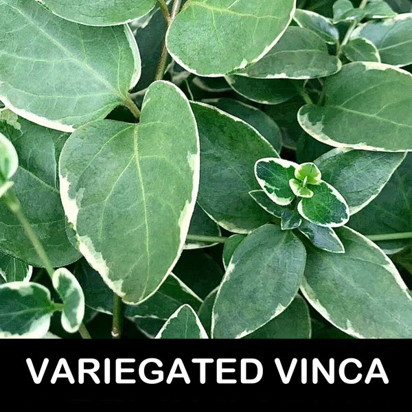 10+/ Variegated Vinca major ‘variegata’ BARE Root Periwinkle Trailing Vine Starter Plants. Groundcover Shade USA Grower. Free Shipping!