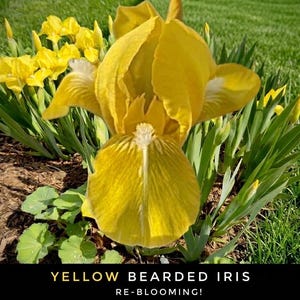 May include: A close-up of a vibrant yellow bearded iris in full bloom, with a prominent, textured petal structure. The flower is surrounded by green foliage and other yellow blooms. The text at the bottom reads "YELLOW BEARDED IRIS RE-BLOOMING!"
