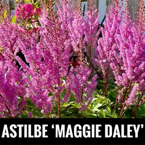 2/ ‘Maggie Daley’ ASTILBE Live Bare Root Starter Plants. Lush Shade Perennial. Clumping Pink Purple USA Grower. Free Shipping! Free Gifts!
