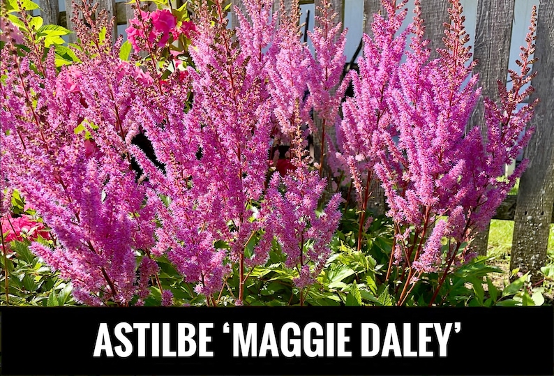 PicturePerfectPlants Maggie Daley Astilbe - Thumbnail 3