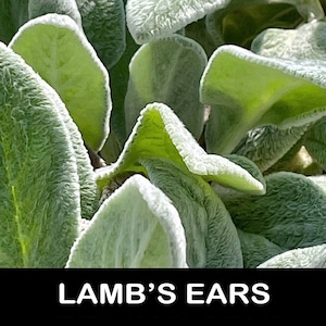 3/ LAMB’S EAR Plants Live Bare Root Starter Plants. Perennial. Kids love them! Heirloom United States Grower. Free Shipping! Free Gifts!