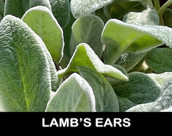 May include: A cluster of Stachys byzantina, commonly known as lamb's ears, featuring thick, soft, silver-green foliage with a velvety texture. The leaves are elongated and oval-shaped. A black banner at the bottom displays the text LAMB'S EARS.